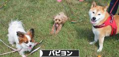 にほんブログ村 犬ブログ パピヨンへ