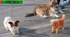 にほんブログ村 犬ブログ パピヨンへ