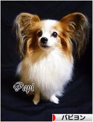 にほんブログ村 犬ブログ パピヨンへ