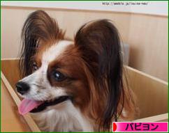 にほんブログ村 犬ブログ パピヨンへ