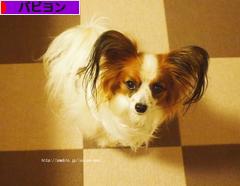 にほんブログ村 犬ブログ パピヨンへ