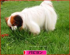 にほんブログ村 犬ブログ パピヨンへ