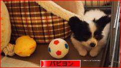 にほんブログ村 犬ブログ パピヨンへ