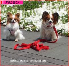 にほんブログ村 犬ブログ パピヨンへ