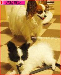 にほんブログ村 犬ブログ パピヨンへ