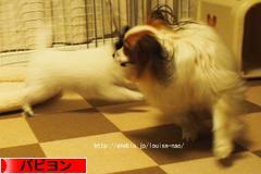 にほんブログ村 犬ブログ パピヨンへ