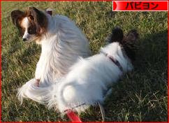 にほんブログ村 犬ブログ パピヨンへ