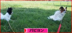 にほんブログ村 犬ブログ パピヨンへ