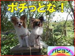 にほんブログ村 犬ブログ パピヨンへ