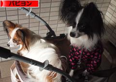にほんブログ村 犬ブログ パピヨンへ