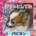 にほんブログ村 犬ブログ パピヨンへ