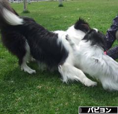 にほんブログ村 犬ブログ パピヨンへ