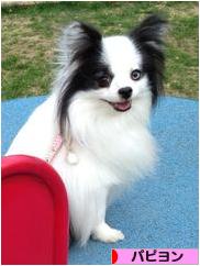 にほんブログ村 犬ブログ パピヨンへ