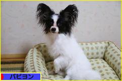 にほんブログ村 犬ブログ パピヨンへ