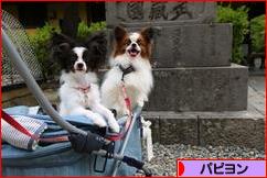 にほんブログ村 犬ブログ パピヨンへ