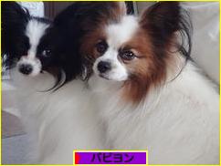 にほんブログ村 犬ブログ パピヨンへ