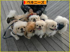 にほんブログ村 犬ブログ ペキニーズへ