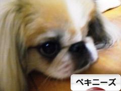 にほんブログ村 犬ブログ ペキニーズへ