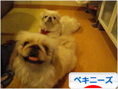 にほんブログ村 犬ブログ ペキニーズへ