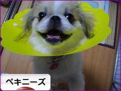 にほんブログ村 犬ブログ ペキニーズへ