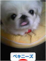 にほんブログ村 犬ブログ ペキニーズへ