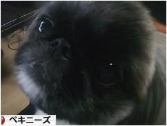 にほんブログ村 犬ブログ ペキニーズへ