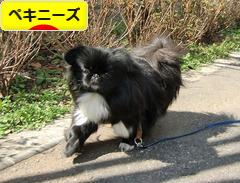 にほんブログ村 犬ブログ ペキニーズへ