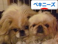 にほんブログ村 犬ブログ ペキニーズへ