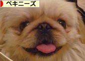 にほんブログ村 犬ブログ ペキニーズへ