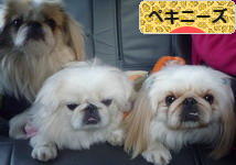 にほんブログ村 犬ブログ ペキニーズへ