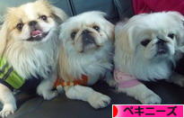 にほんブログ村 犬ブログ ペキニーズへ