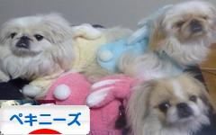 にほんブログ村 犬ブログ ペキニーズへ