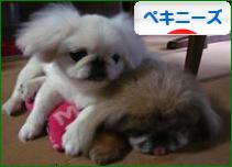 にほんブログ村 犬ブログ ペキニーズへ