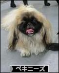 にほんブログ村 犬ブログ ペキニーズへ