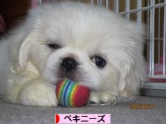 にほんブログ村 犬ブログ ペキニーズへ