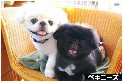 にほんブログ村 犬ブログ ペキニーズへ