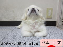 にほんブログ村 犬ブログ ペキニーズへ