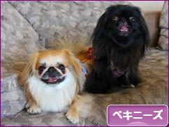 にほんブログ村 犬ブログ ペキニーズへ