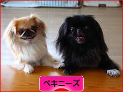 にほんブログ村 犬ブログ ペキニーズへ