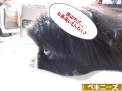 にほんブログ村 犬ブログ ペキニーズへ