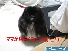 にほんブログ村 犬ブログ ペキニーズへ