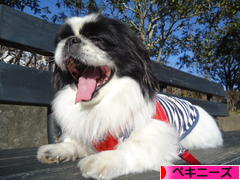 にほんブログ村 犬ブログ ペキニーズへ