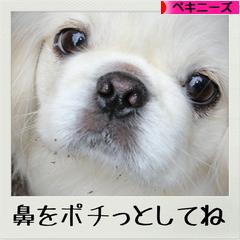 にほんブログ村 犬ブログ ペキニーズへ