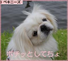 にほんブログ村 犬ブログ ペキニーズへ