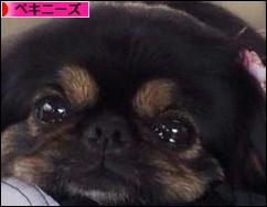 にほんブログ村 犬ブログ ペキニーズへ