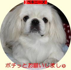 にほんブログ村 犬ブログ ペキニーズへ