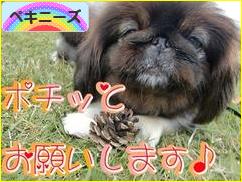 にほんブログ村 犬ブログ ペキニーズへ