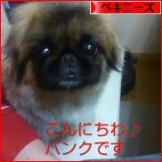 にほんブログ村 犬ブログ ペキニーズへ