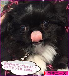 にほんブログ村 犬ブログ ペキニーズへ