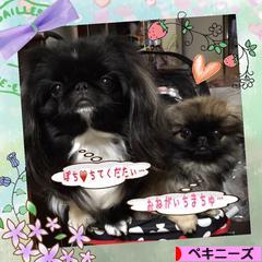 にほんブログ村 犬ブログ ペキニーズへ